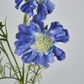Dark Blue Scabiosa 3 Flowers and 2 Buds