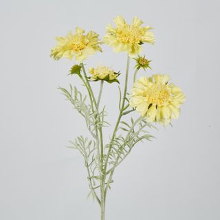 Yellow Scabiosa 3 Flowers and 2 Buds