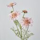 Light Pink Scabiosa 3 Flowers and 2 Buds