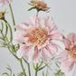 Light Pink Scabiosa 3 Flowers and 2 Buds