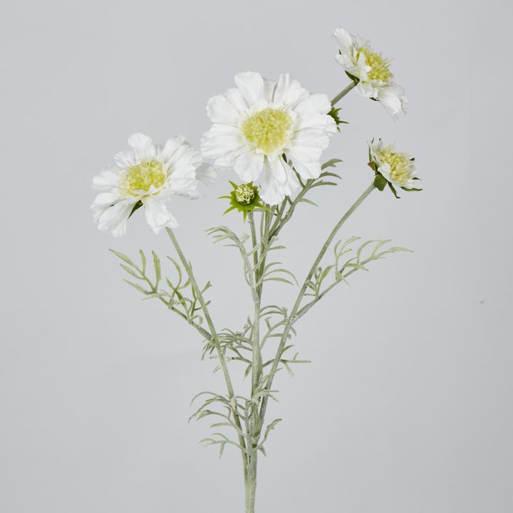 White Scabiosa 3 Flowers and 2 Buds