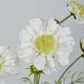 White Scabiosa 3 Flowers and 2 Buds