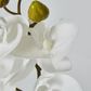 White Phalaenopsis Orchird