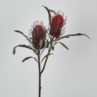 Red Banksia Spray