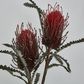 Red Banksia Spray