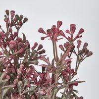 Santa Maria Bush with Pink Purple Flowers