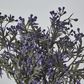 Santa Maria Bush with Purple Flowers