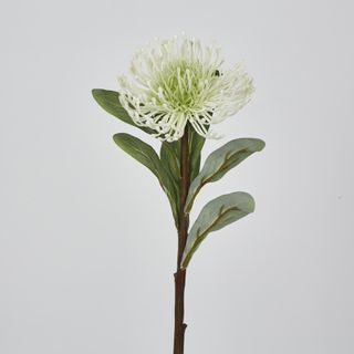 White Leucospermum