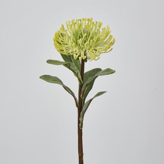 Yellow Leucospermum