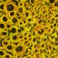 Yellow Sunflower Wall