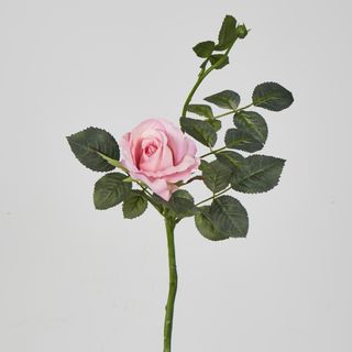 Short Stem Pink Alice Rose
