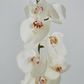 White Phaelonopsis Orchid