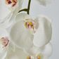 White Phaelonopsis Orchid