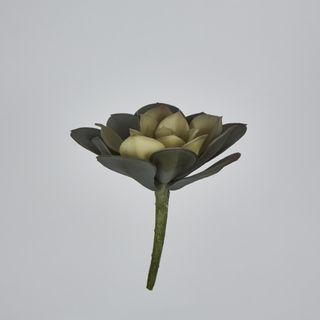 Echeveria fimbriata Succulent