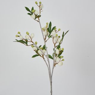 Cream White Blackwood Wattle Acacia melanoxylon