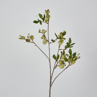 Green Blackwood Wattle Acacia melanoxylon