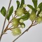 Green Blackwood Wattle Acacia melanoxylon