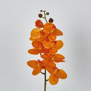 Orange Phalaenopsis Orchid 7 Flowers one Bud