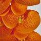 Orange Phalaenopsis Orchid 7 Flowers one Bud