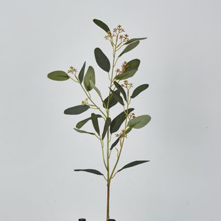 Eucalyptus Spray with Seed