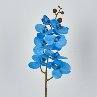 Blue Phalaenopsis Orchid 7 Flowers one Bud