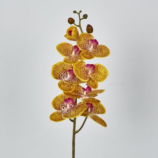 Yellow Phalaenopsis Orchid 7 Flowers one Bud
