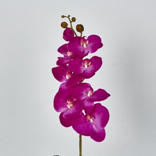 Hot Pink Phalaenopsis Orchid 7 Flowers one Bud