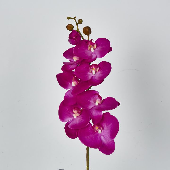 Hot Pink Phalaenopsis Orchid 7 Flowers one Bud