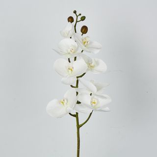 White Phalaenopsis Orchid 7 Flowers one Bud