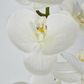 White Phalaenopsis Orchid 7 Flowers one Bud