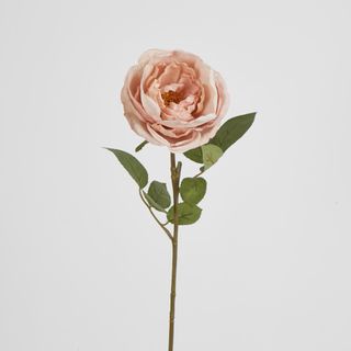 63cm Blush Pink Cabbage Rose
