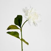 62cm White Dahlia