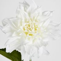 Dahlia 62cm White