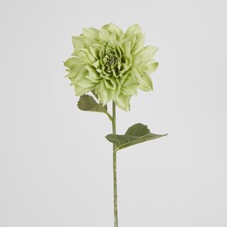 62cm Green Dahlia