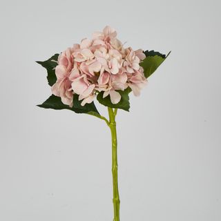 Soft Pink Hydrangea