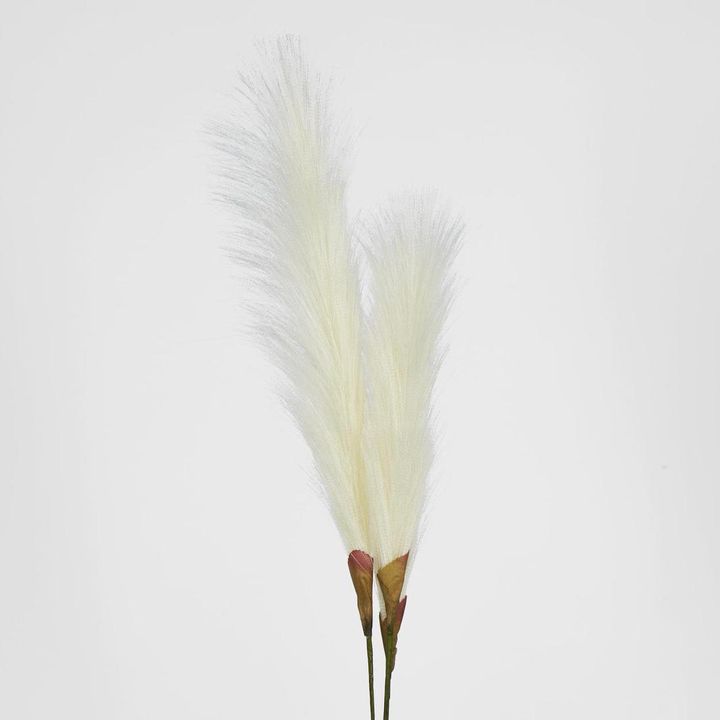 Cream White Pampas grass Bush x 3