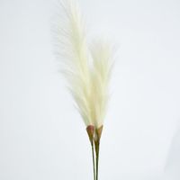 Cream White Pampas grass Bush x 3