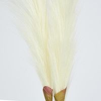 Cream White Pampas grass Bush x 3