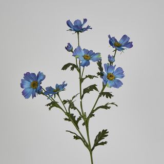 Light Blue Mexican Aster