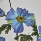 Light Blue Mexican Aster