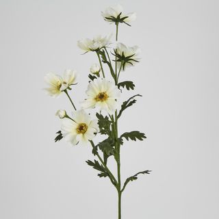 White Mexican Aster
