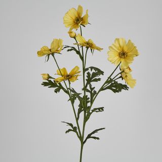 Yellow Mexican Aster