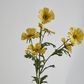 Yellow Mexican Aster