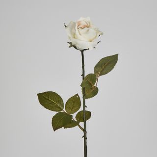 Long Stem Rose Cream