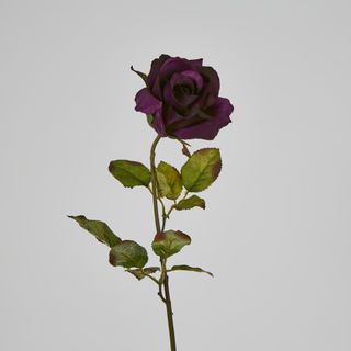 Long Stem Rose Purple