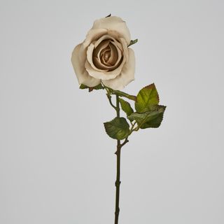 Long Stem Rose Beige