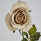 Long Stem Rose Beige