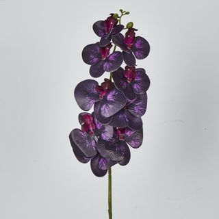 Dark Deep Purple Phalaenopsis Orchid