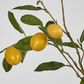 Lemon Stem With Fruits 98cm