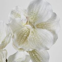 Real Touch phalaenopsis Orchid 78cm White